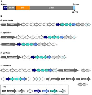 Streptococcal Serine-Rich Repeat Proteins in Colonization and Disease